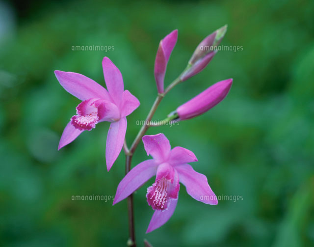 花とつぼみ(シラン)
(c)YOSHIO NIIKURA/SEBUN PHOTO