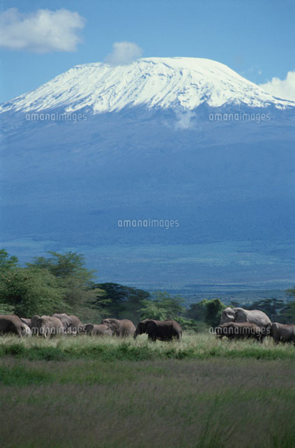 キリマンジャロの山脈とゾウの群れ アンセボリ国立公園 ケニア
(c)HITOSHI OKAMOTO/SEBUN PHOTO