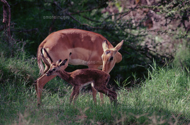 インパラの親子 アンボセリ ケニア
(c)HITOSHI OKAMOTO/SEBUN PHOTO