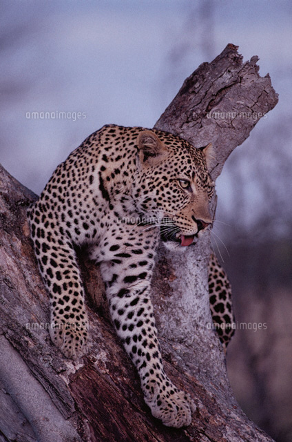 ヒョウ、マサイ・マラ
(c)HITOSHI OKAMOTO/SEBUN PHOTO