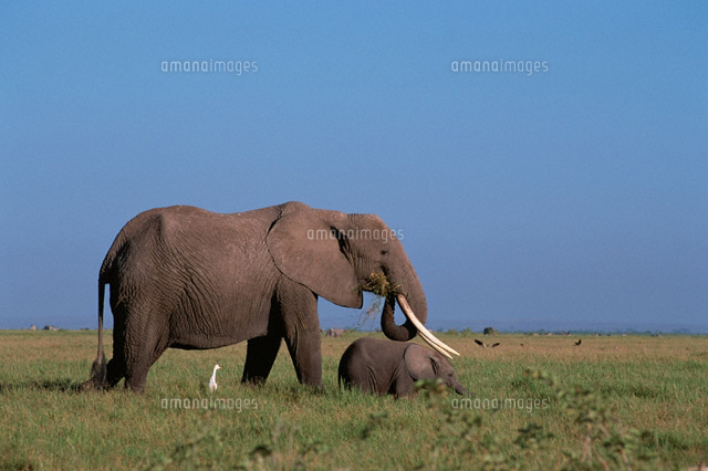 アフリカゾウ
(c)HITOSHI OKAMOTO/SEBUN PHOTO