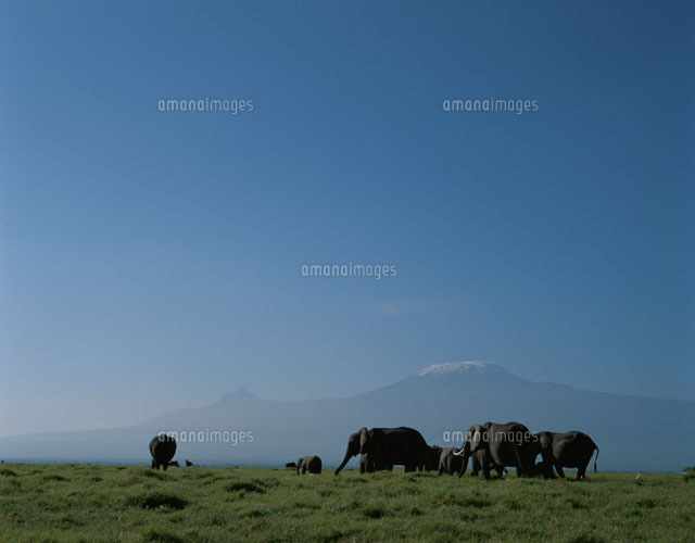キリマンジャロの山とアフリカゾウの群れ アフリカ
(c)HITOSHI OKAMOTO/SEBUN PHOTO