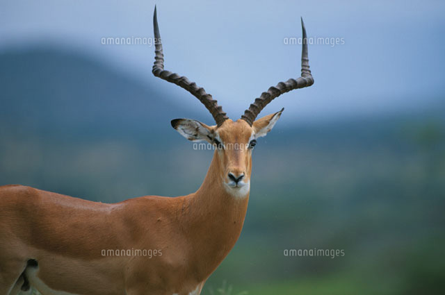 インパラの雄 サニブルGR ケニア
(c)HITOSHI OKAMOTO/SEBUN PHOTO
