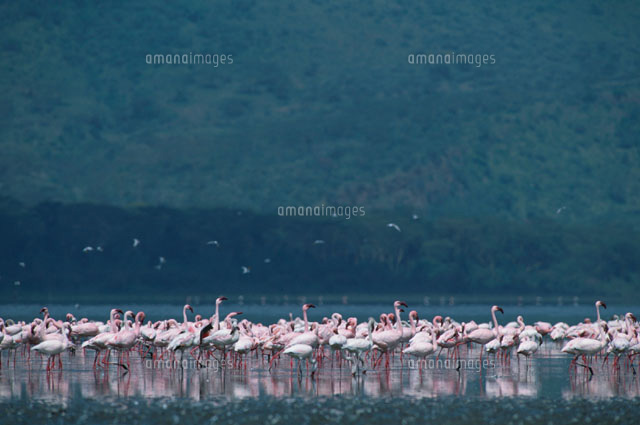 フラミンゴの群れ ナクール湖国立公園 ケニア
(c)HITOSHI OKAMOTO/SEBUN PHOTO