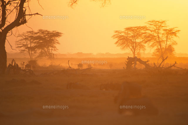 夕景の中の動物の群れ アンボセリNP ケニア
(c)HITOSHI OKAMOTO/SEBUN PHOTO