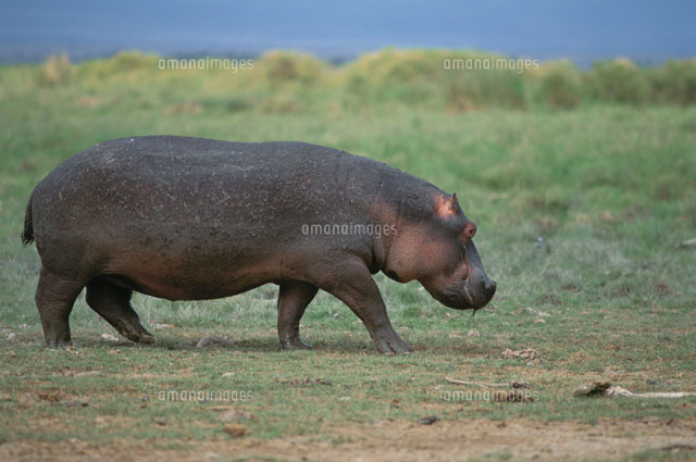 草原のカバ アンセボリNP ケニア
(c)HITOSHI OKAMOTO/SEBUN PHOTO