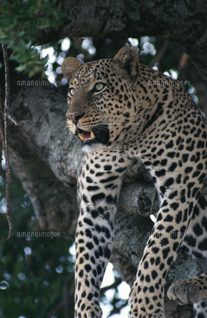 木にもたれかかるヒョウ マサイマラ国立公園 ケニア
(c)HITOSHI OKAMOTO/SEBUN PHOTO