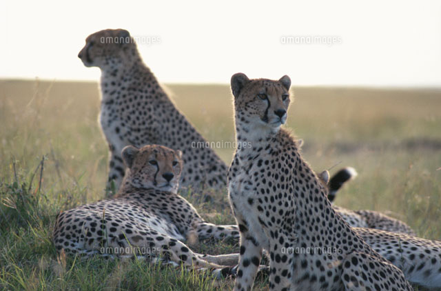 草原に寝転び遠くを見つめるチーターの家族 ケニア
(c)HITOSHI OKAMOTO/SEBUN PHOTO