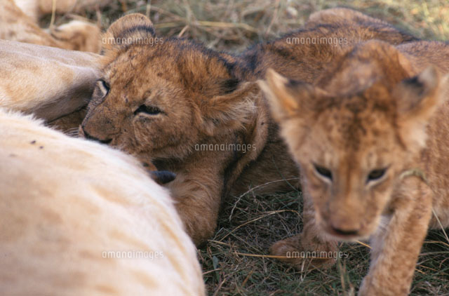 授乳する2頭の子供のライオン マサイマラ国立公園 ケニア
(c)HITOSHI OKAMOTO/SEBUN PHOTO