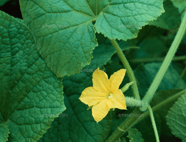 キュウリの花
(c)KAZUO OGAWA/orion
