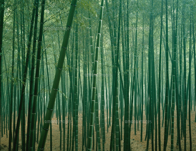 嵯峨野の竹林
(c)KAZUO OGAWA/orion