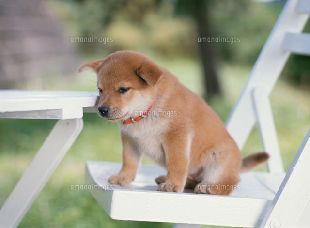 小犬
(c)KAZUO OGAWA/orion
