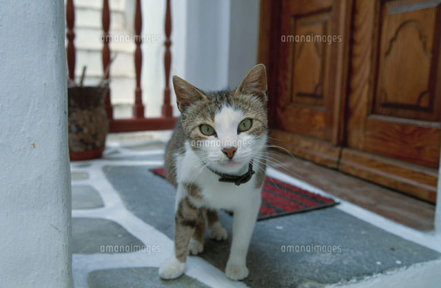 玄関前に立つ猫 ミコノス島 ギリシャ
(c)KAZUO OGAWA/orion