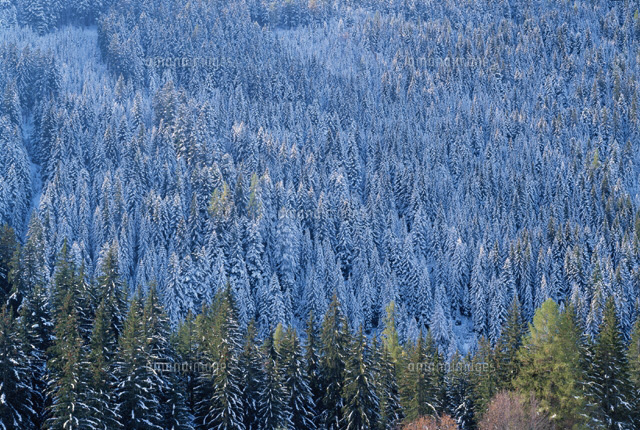 雪のモミの木林 ドロミテ イタリア
(c)KAZUO OGAWA/orion