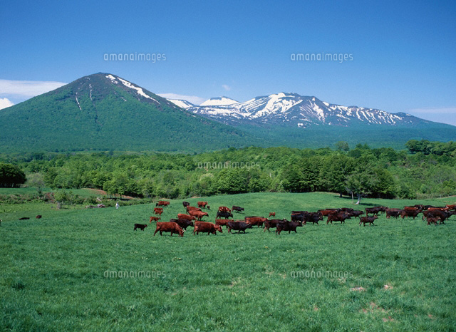 牛の放牧と八甲田山 青森県
(c)KAZUO OGAWA/orion