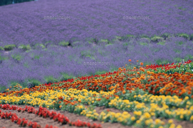 花畑
(c)KAZUO OGAWA/orion