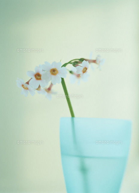 コップにさした花
(c)KAZUO OGAWA/orion