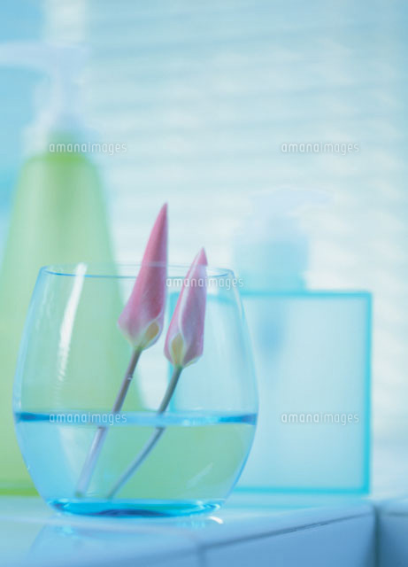 花瓶に入ったミニチューリップのつぼみ
(c)KAZUO OGAWA/orion