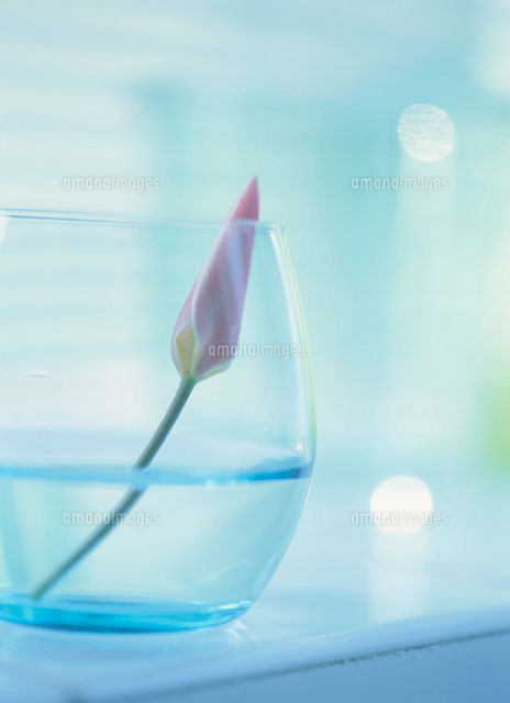花瓶に入ったミニチューリップのつぼみ
(c)KAZUO OGAWA/orion
