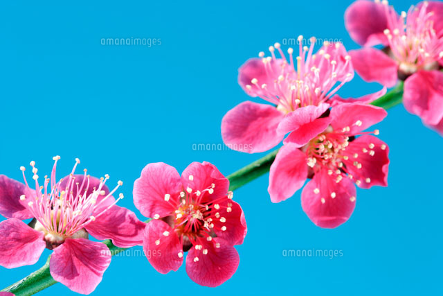 青空バックの梅の花
(c)KAZUO OGAWA/orion