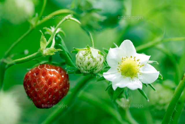 イチゴの実と花
(c)KAZUO OGAWA/orion