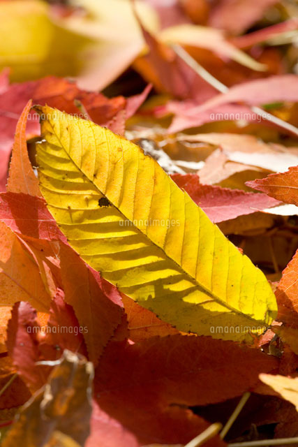 紅葉した栗の落葉
(c)KAZUO OGAWA/orion