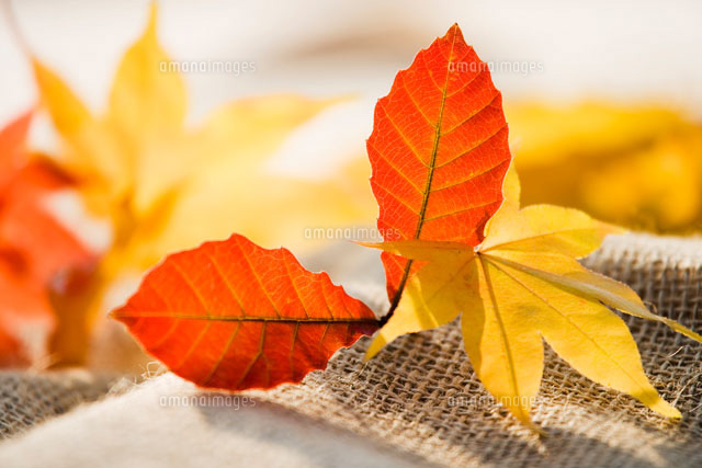 紅葉の落ち葉
(c)KAZUO OGAWA/orion