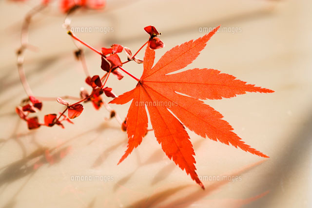 カエデの紅葉
(c)KAZUO OGAWA/orion