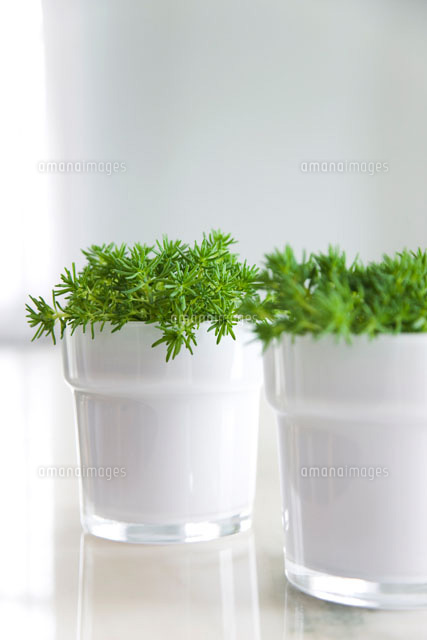 白い鉢に植えられたセダム
(c)KAZUO OGAWA/orion
