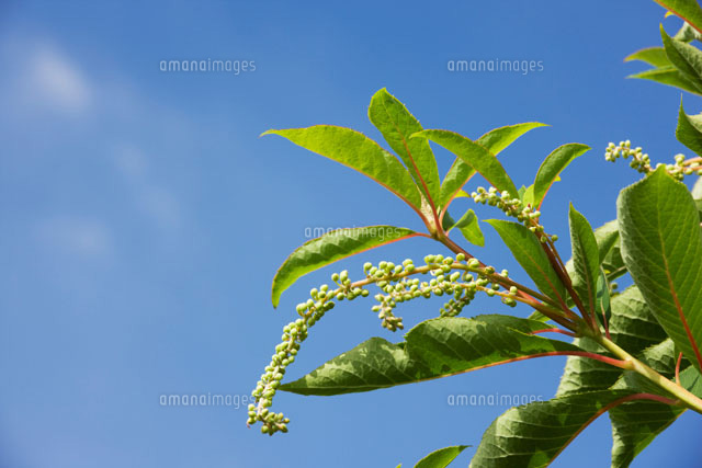 リョウブの花
(c)KAZUO OGAWA/SEBUN PHOTO