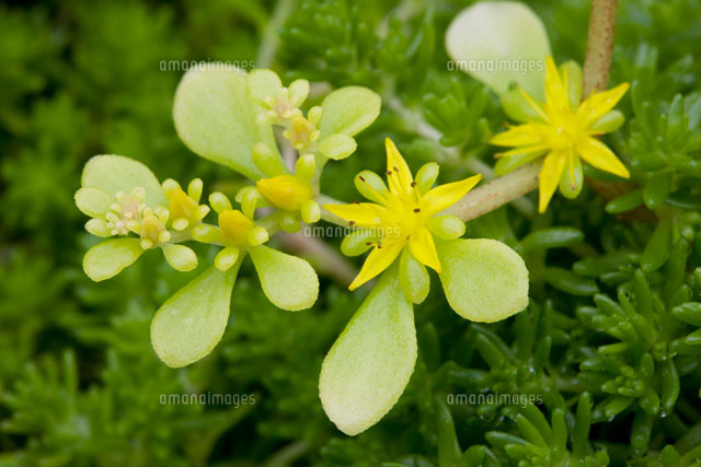 セダムゴールドの花
(c)KAZUO OGAWA/SEBUN PHOTO