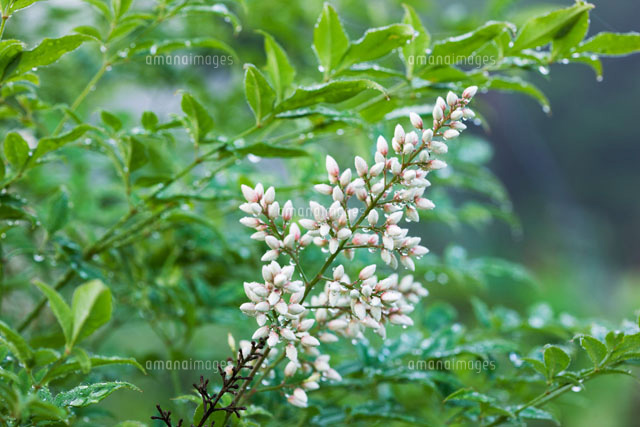 ナンテンの花
(c)KAZUO OGAWA/SEBUN PHOTO