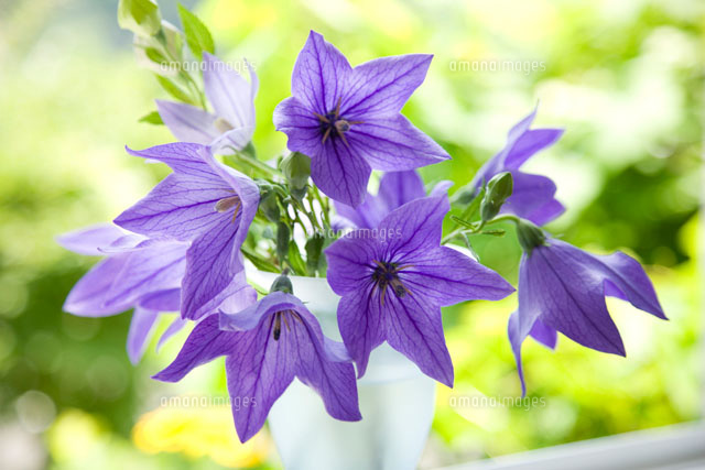 窓辺のキキョウの花
(c)KAZUO OGAWA/orion