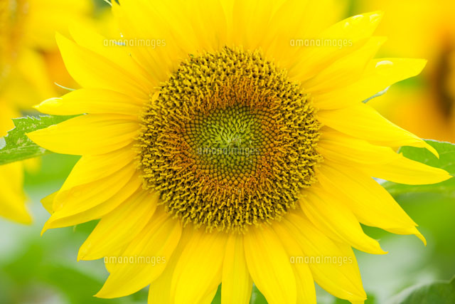 ヒマワリの花
(c)KAZUO OGAWA/orion