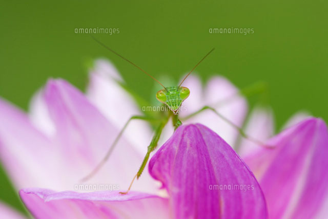 カマキリとダリアの花
(c)KAZUO OGAWA/orion