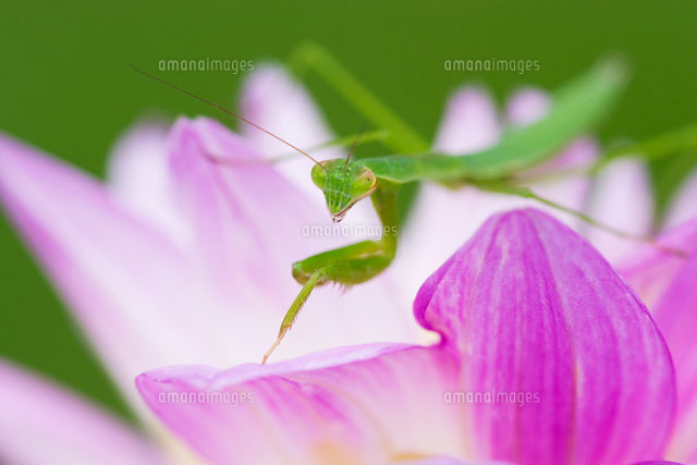 カマキリとダリアの花
(c)KAZUO OGAWA/orion