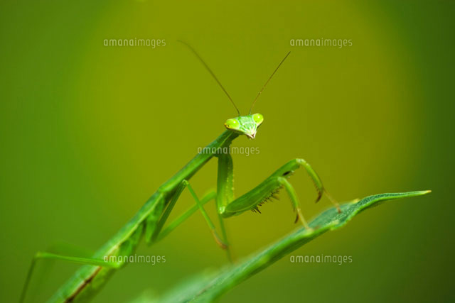 カマキリ
(c)KAZUO OGAWA/orion
