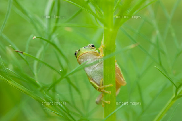 アマガエルとコスモスの葉と茎
(c)KAZUO OGAWA/orion