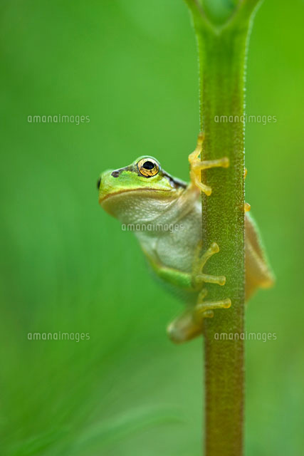アマガエルとコスモスの茎
(c)KAZUO OGAWA/orion