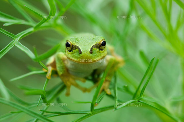 アマガエルとコスモスの葉
(c)KAZUO OGAWA/orion