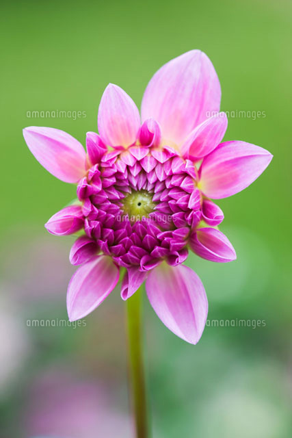 ダリアの開花
(c)KAZUO OGAWA/orion