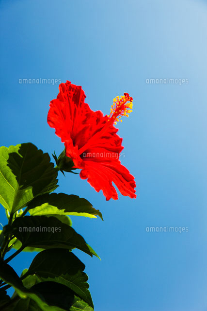 ハイビスカスの花と青空
(c)KAZUO OGAWA/orion