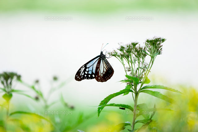 アサギマダラとフジバカマの花
(c)KAZUO OGAWA/SEBUN PHOTO