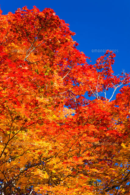カエデの紅葉 千手ヶ浜
(c)KAZUO OGAWA/orion