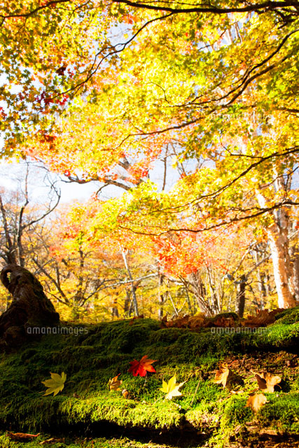 カエデの落葉と紅葉の林 千手ヶ原
(c)KAZUO OGAWA/orion