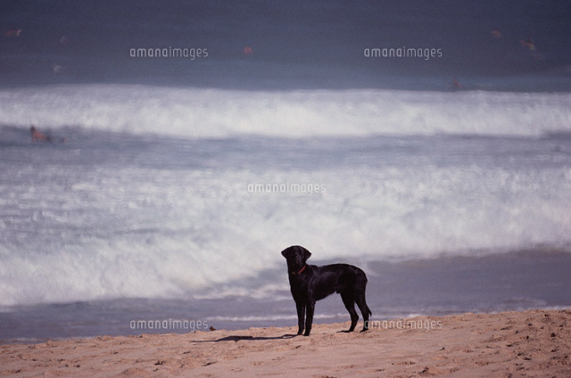 海辺の犬 ハワイ
(c)FUMIO OKITA/orion