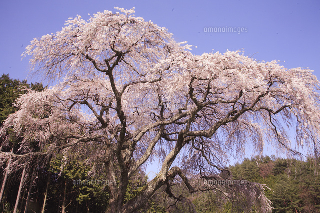 乙カ妻のしだれ桜
(c)TOSHIAKI OKAMURA/SEBUN PHOTO