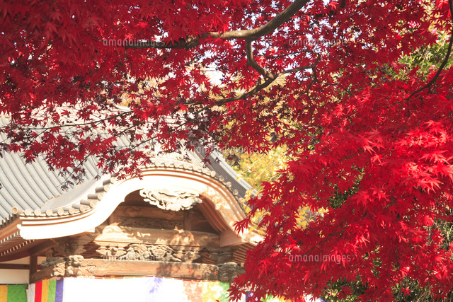 武蔵野の四季紅葉の深大寺
(c)TOSHIAKI OKAMURA/SEBUN PHOTO