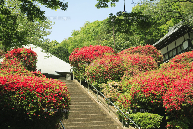 ツツジ咲く里の寺
(c)TOSHIAKI OKAMURA/SEBUN PHOTO