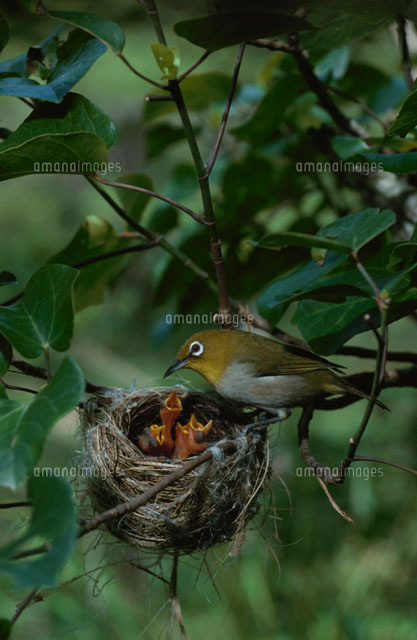 口を開けるヒナと親鳥(メジロ)
(c)TAKAO ONOZATO/orion